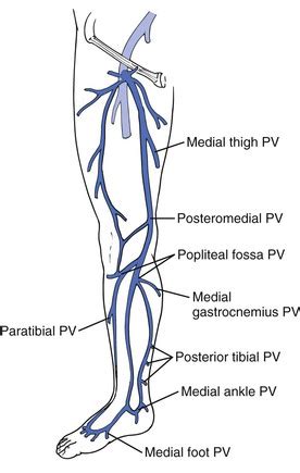 Soleal Vein Anatomy - Anatomy Reading Source