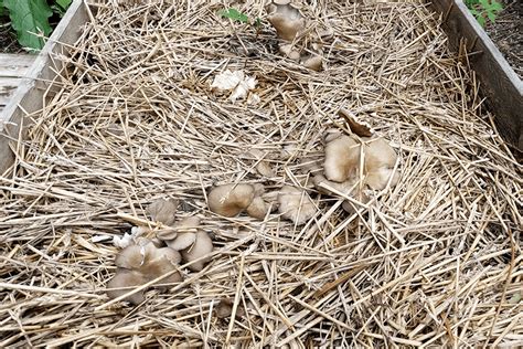 How To Make A Mushroom Bed Helsieni