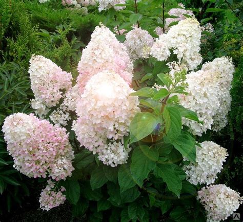 Гортензия метельчатая Сильвер Доллар купить в Перми - характеристики ...