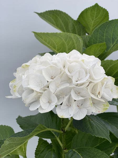 Hydrangea Macrophylla Magical® Verdigris
