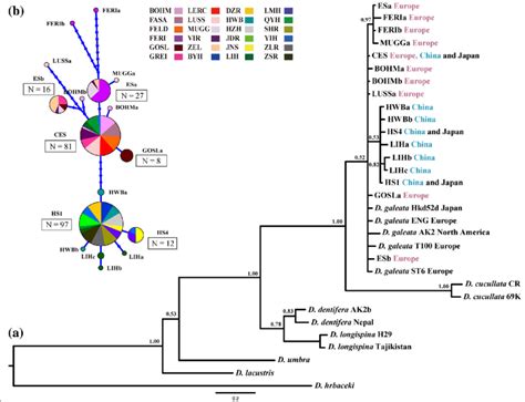 A Bayesian Phylogenetic Tree And B Haplotype Network Of D Galeata