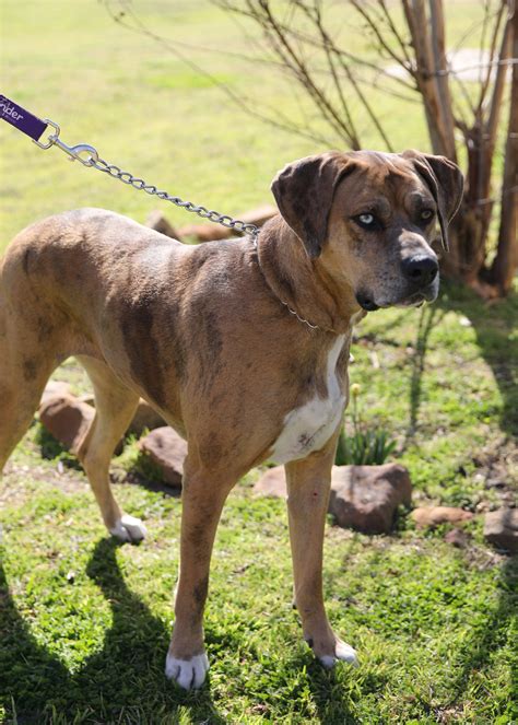 Dog for Adoption - Latte, a Catahoula Leopard Dog in Ovilla, TX | Alpha Paw
