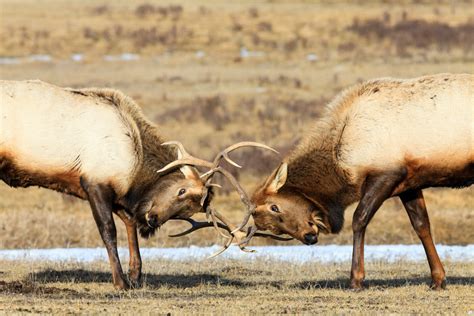 Explore the Beautiful Wildlife of Grand Teton National Park