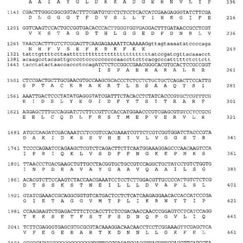 Gene sequence and deduced amino acid sequence of hsp70 antigen. Introns ...