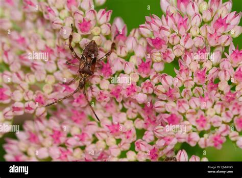 Nymph Western Conifer Seed Bug Stock Photo Alamy