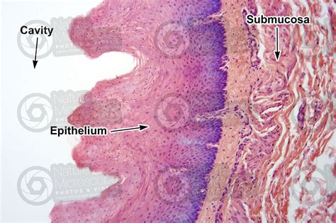 Lamb Esophagus Transverse Section X Lamb Mammals Digestive