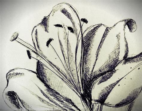 lily petals beth wilson drawings illustration flowers plants