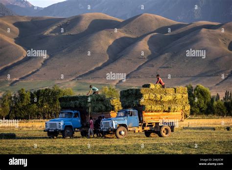 Farmers With Two Lorries Harvesting Hay Bales Kyrgyzstan Stock Photo