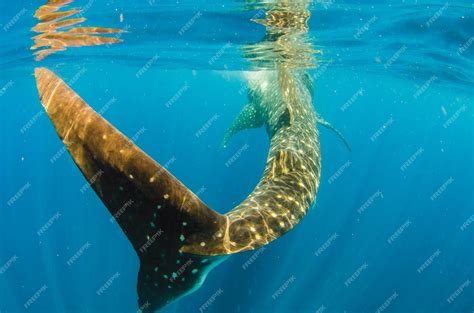 Premium Photo | The biggest fish in the world the whale shark