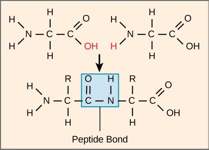 Diagram Of Peptide Bond