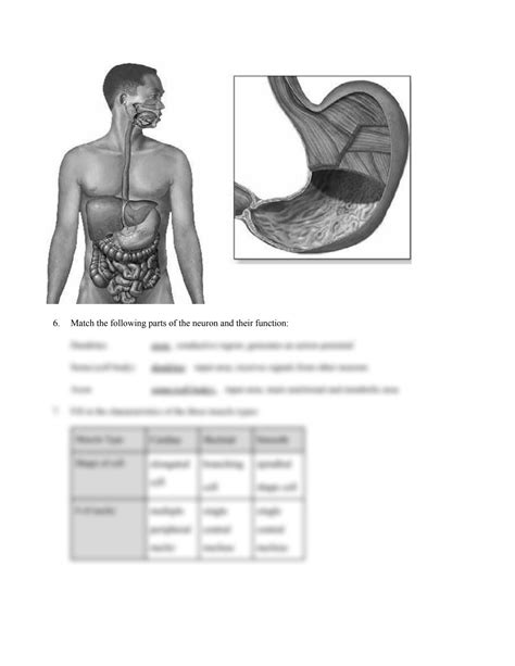 Solution Classification Of Tissues Worksheet Exercise Docx Studypool