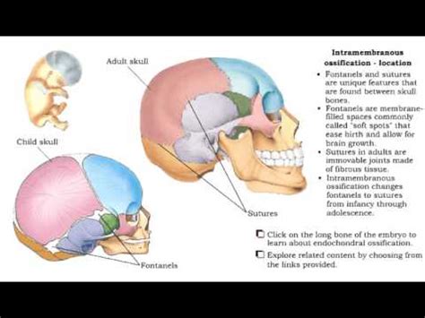 Endochondral Ossification Vs Intramembranous Ossification