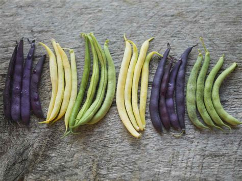Guide To Beans From Green To Purple To Varieties