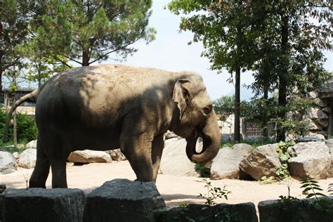 gambar hewan margasatwa liar kebun binatang afrika fauna