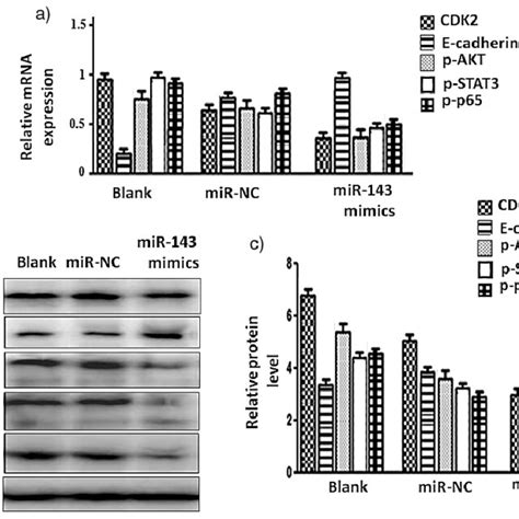 Influences of miR 140 5p overexpression on AKT STAT3 NF κB pathway in