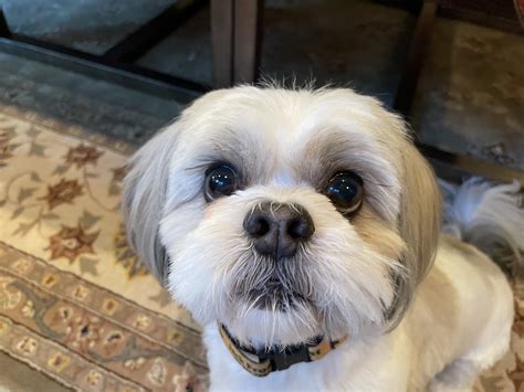 Shih Tzu