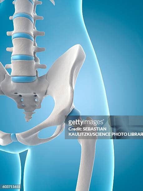 hip joint anatomy   premium high res pictures getty images