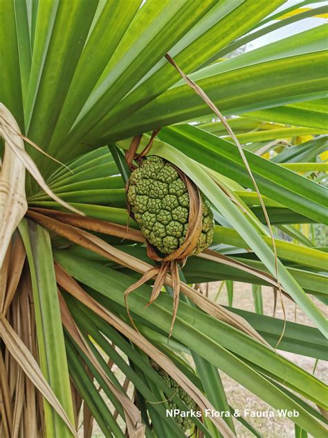 Pandanus Description Plant Uses Fruit Facts Britannica 51 Off