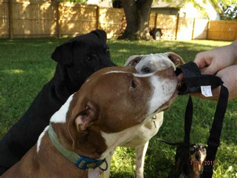 When to use Dog Muzzles and How to Get Your Dog Used to Wearing a ...