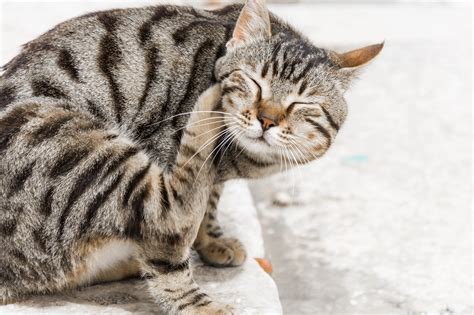 Cat Flea Control Westwood Veterinary Hospital