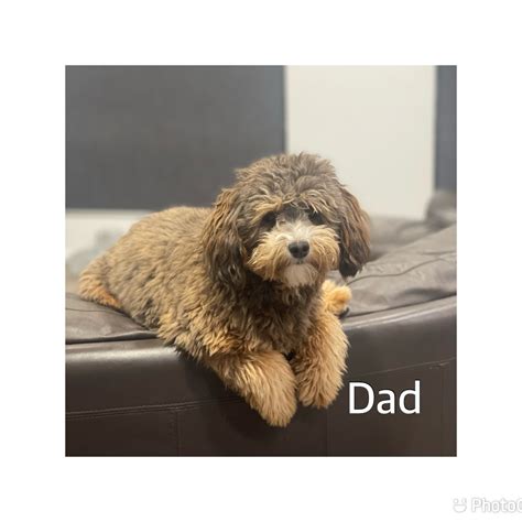 Toy Poodle Mix With Maltese