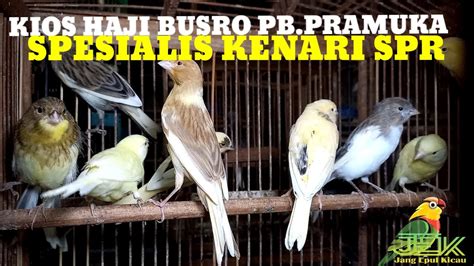 DIATAS LOPER DIBAWAH AF KENARI SPR UPDATE HARGA BURUNG KENARI