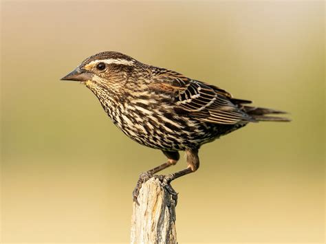 Female Red Winged Blackbirds Identification Guide Male Bird Fact