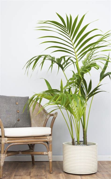 Kentia palm | Big indoor plants, Big house plants, Large indoor plants