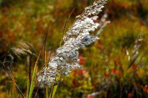 Reed Plant Flowers - Free photo on Pixabay