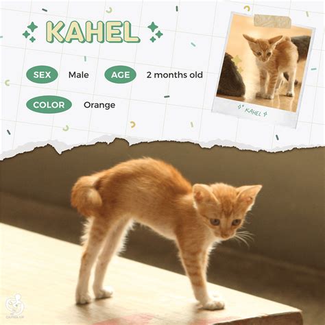 [FREE] Kittens for Adoption from UP Diliman : r/Philippines