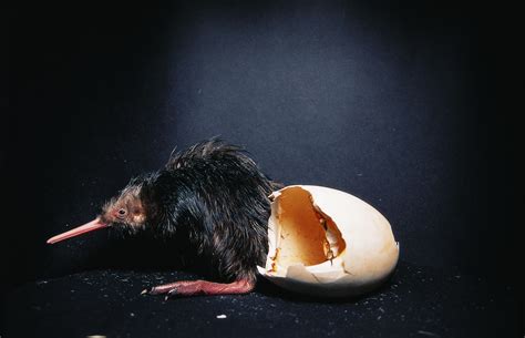 Grounded! Why do some birds walk? | New Zealand Geographic