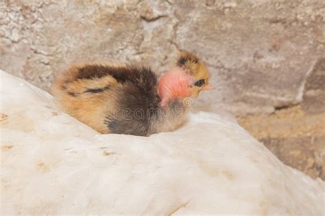 Chicken Chick Dark With Yellow Naked Neck Small Cute Close Up Stock Image Image Of Adorable