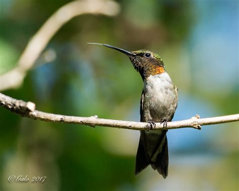 Colibri a gorge rubis Ruby throated Hummingbird Capturé Flickr