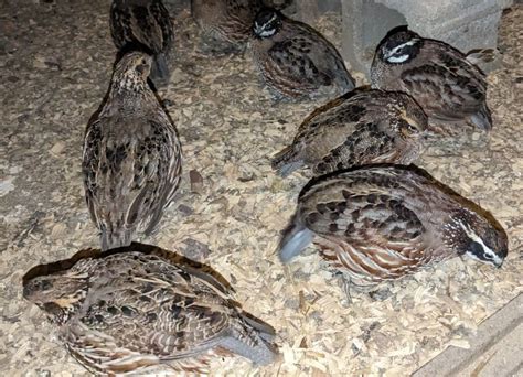 20 Georgia Giant Bobwhite Quail Fertile Hatching Eggs Ebay