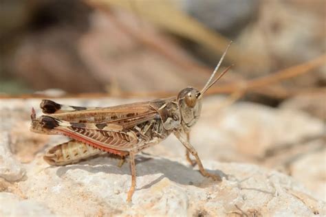 Марокканская саранча. Большая российская энциклопедия