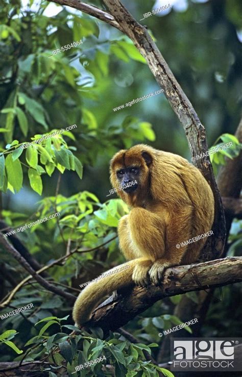 Black Howler Alouatta Caraya Black Howler Monkeys Monkeys