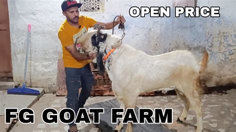 Open Price Extreme Quality Khubsurat Full Aggressive Kota Bakra Fg Goat