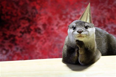 Birthday otter large | Otter Things