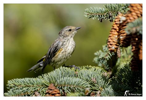 Paruline Croupion Jaune Yellow Rumped Warbler Merci Po Flickr