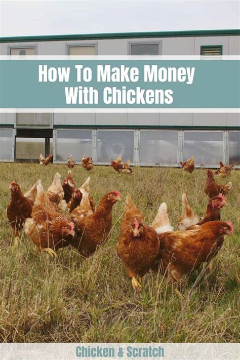 How To Make Money With Chickens Beginners Guide