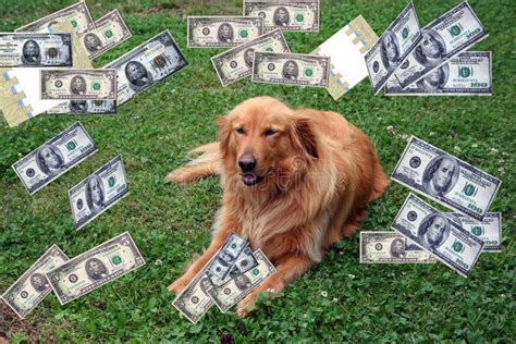 dog  money stock image image  golden fives animal