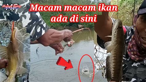 Mancing Diparit Dapat Banyak Ikanmancing Ikan Gabus Liar Youtube