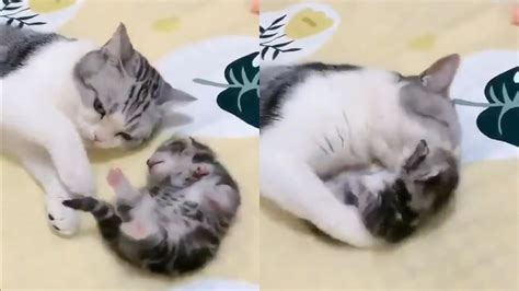 Mama cat’s hugs and kisses comfort kitten. Watch viral video | Trending - Hindustan Times