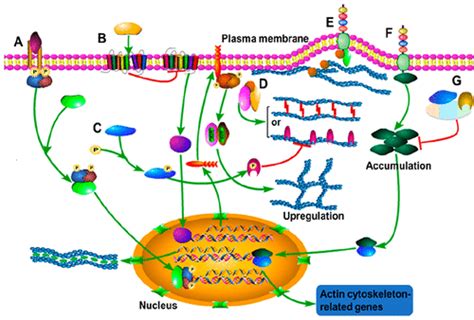 F Acs Biomaterials Science Engineering X Mol