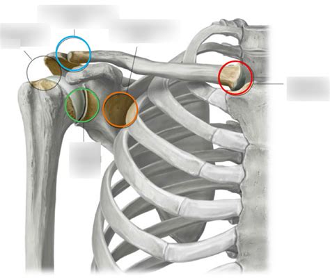 Shoulder Girdle Joints Diagram Quizlet