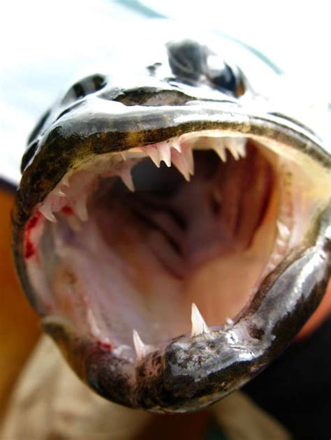 Do Walleye Fish Have Teeth? [Explained With Pics]