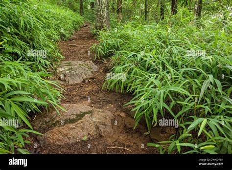 The Appalachian Trail At Neels Gap In The Chattahoochee National Forest