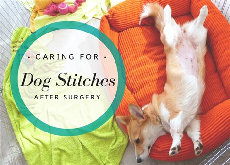 how much do vets charge to remove stitches