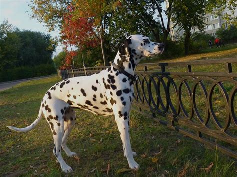 Dalmatian Lika Dalmatian Dogs Giraffe