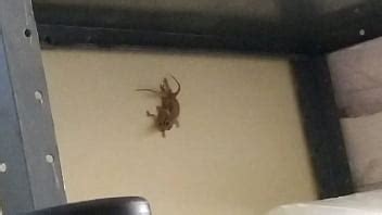 Calaguinho Maroto Atrapa Al Lagarto Tal Como Est Xvideos